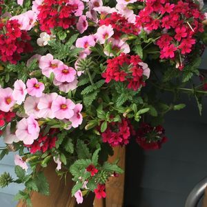 Meet your Posher, Dudu